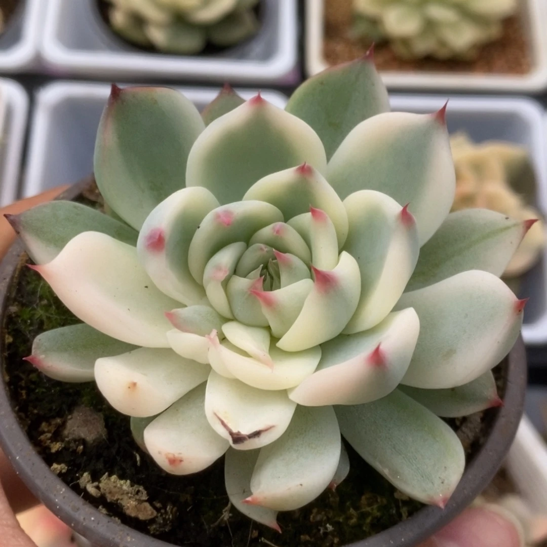 406锦锦锦锦锦锦锦锦锦
