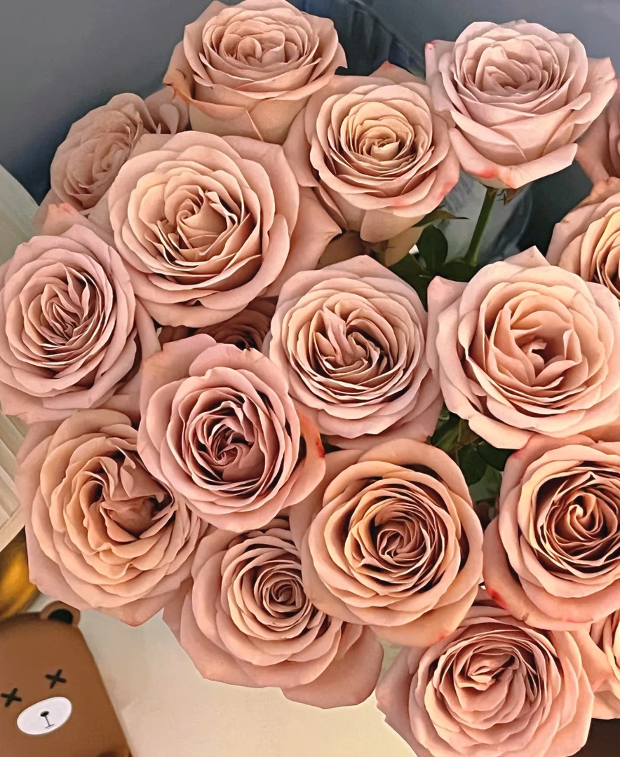 卡布奇诺玫瑰-20枝云南基地直发