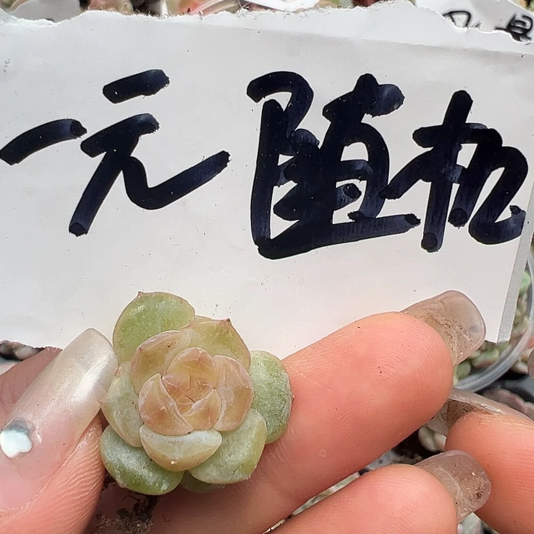 1元满19.9包邮非偏远地区