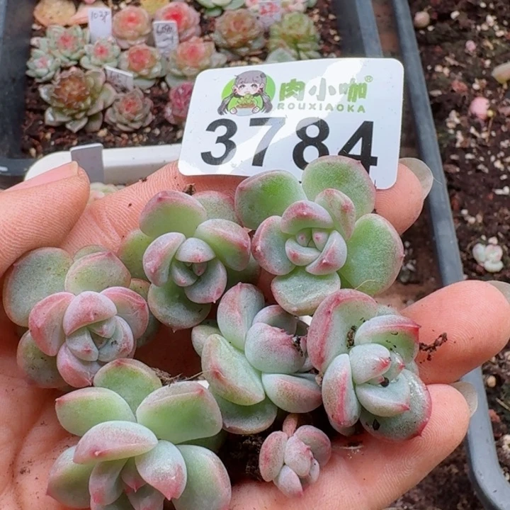 多肉植物多肉植物