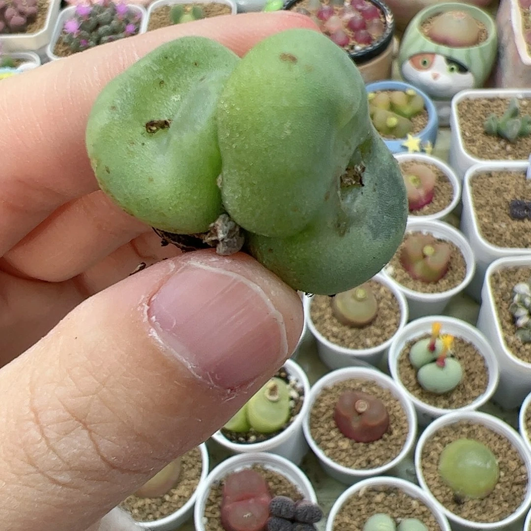 【闪购商品】44 开播福利