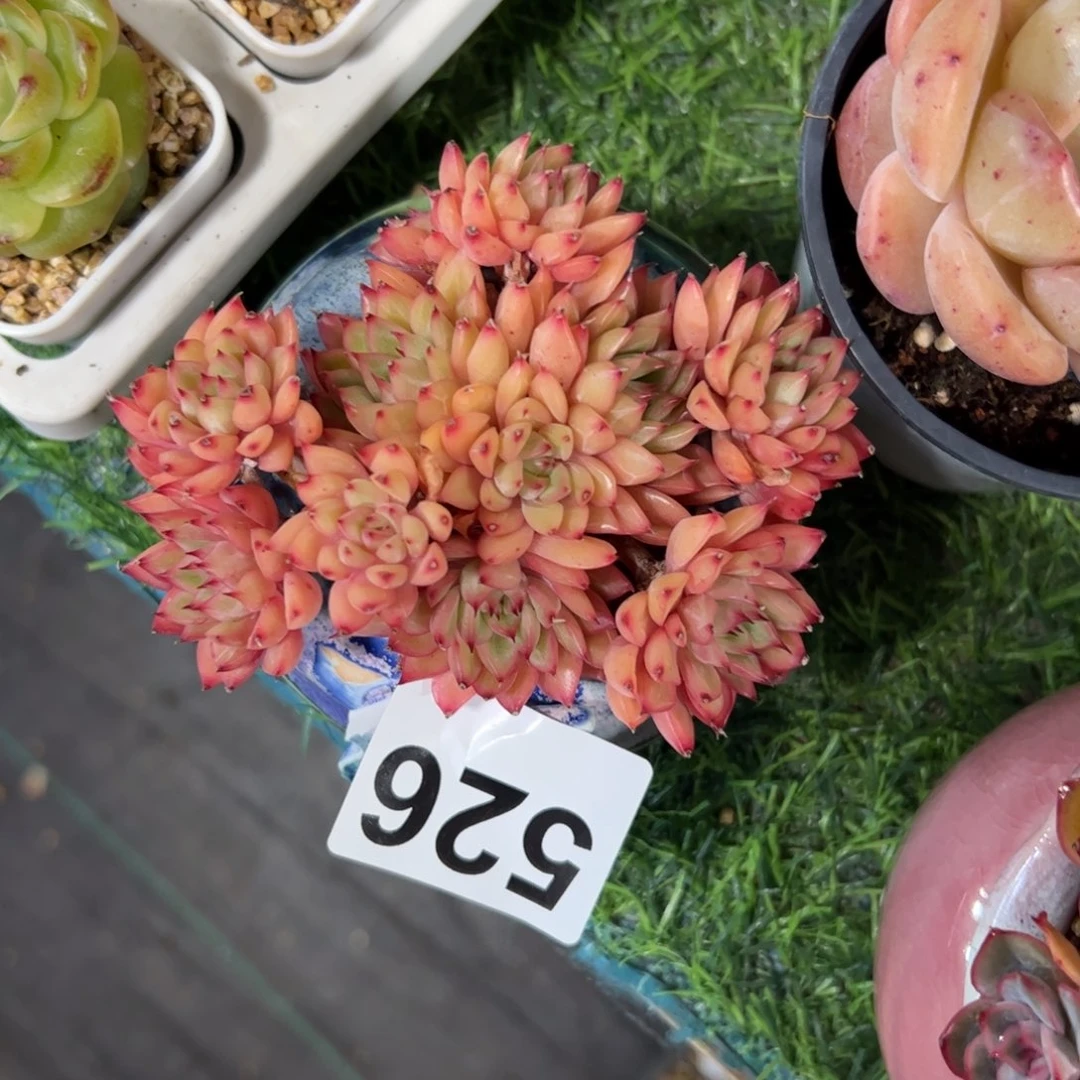 王***.526 多肉植物组合盆栽