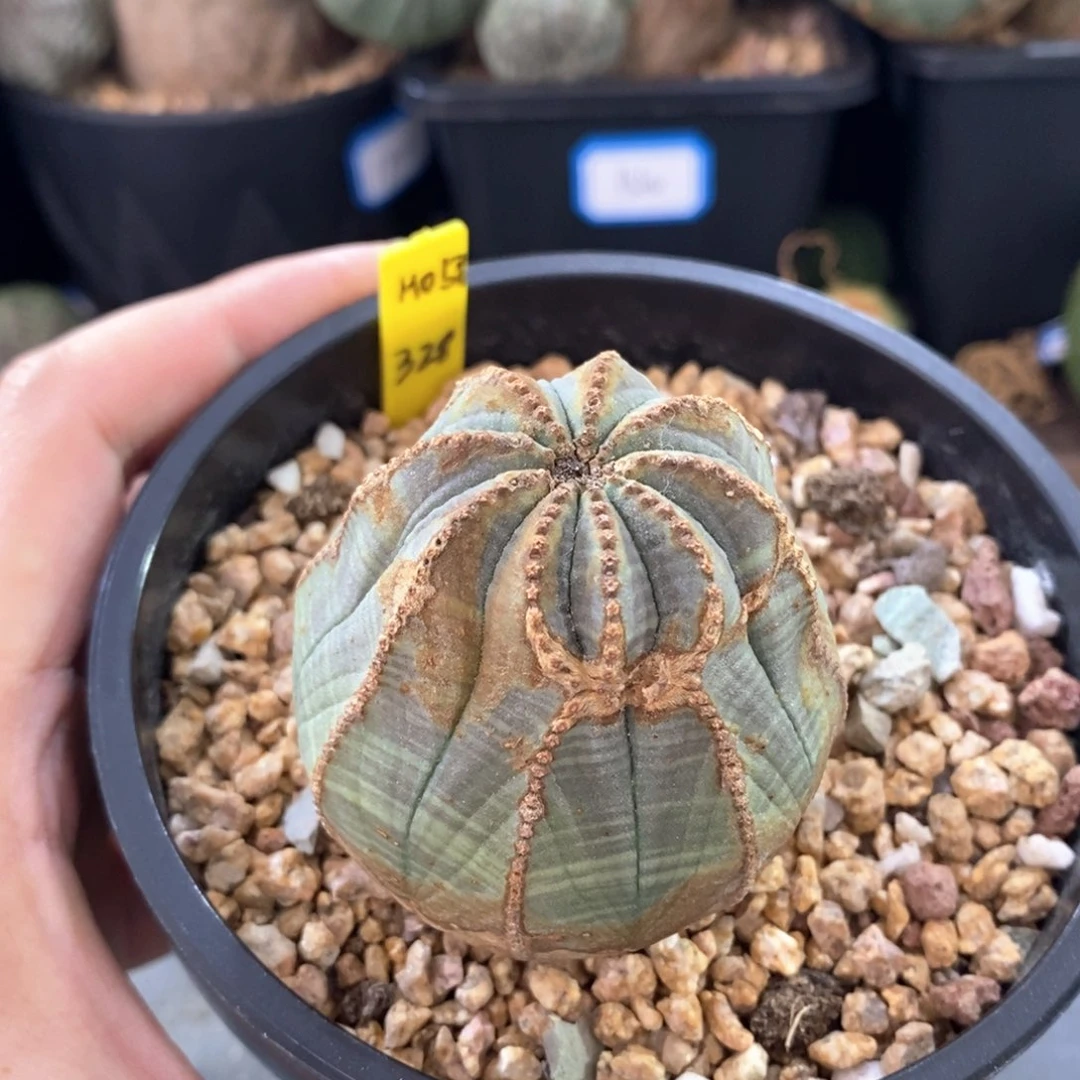 22 欧系实生布纹球多肉植物
