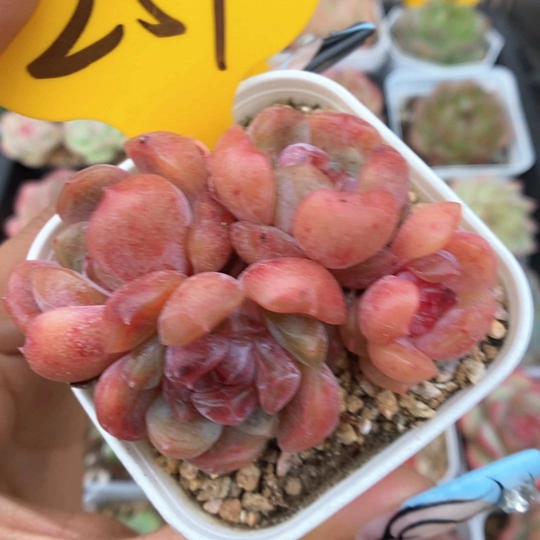 红色恋人群生251号。