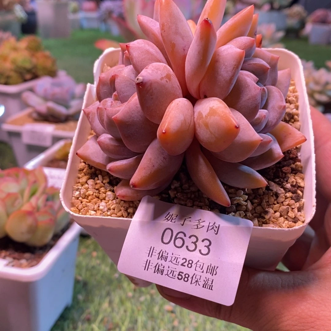 0633啊啊啊啊啊啊啊