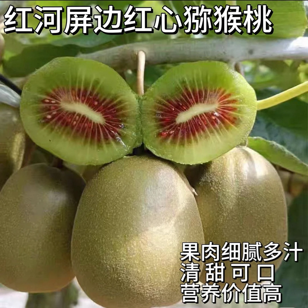 云南屏边红心猕猴桃清甜可口汁水充沛新鲜采摘 申通包邮