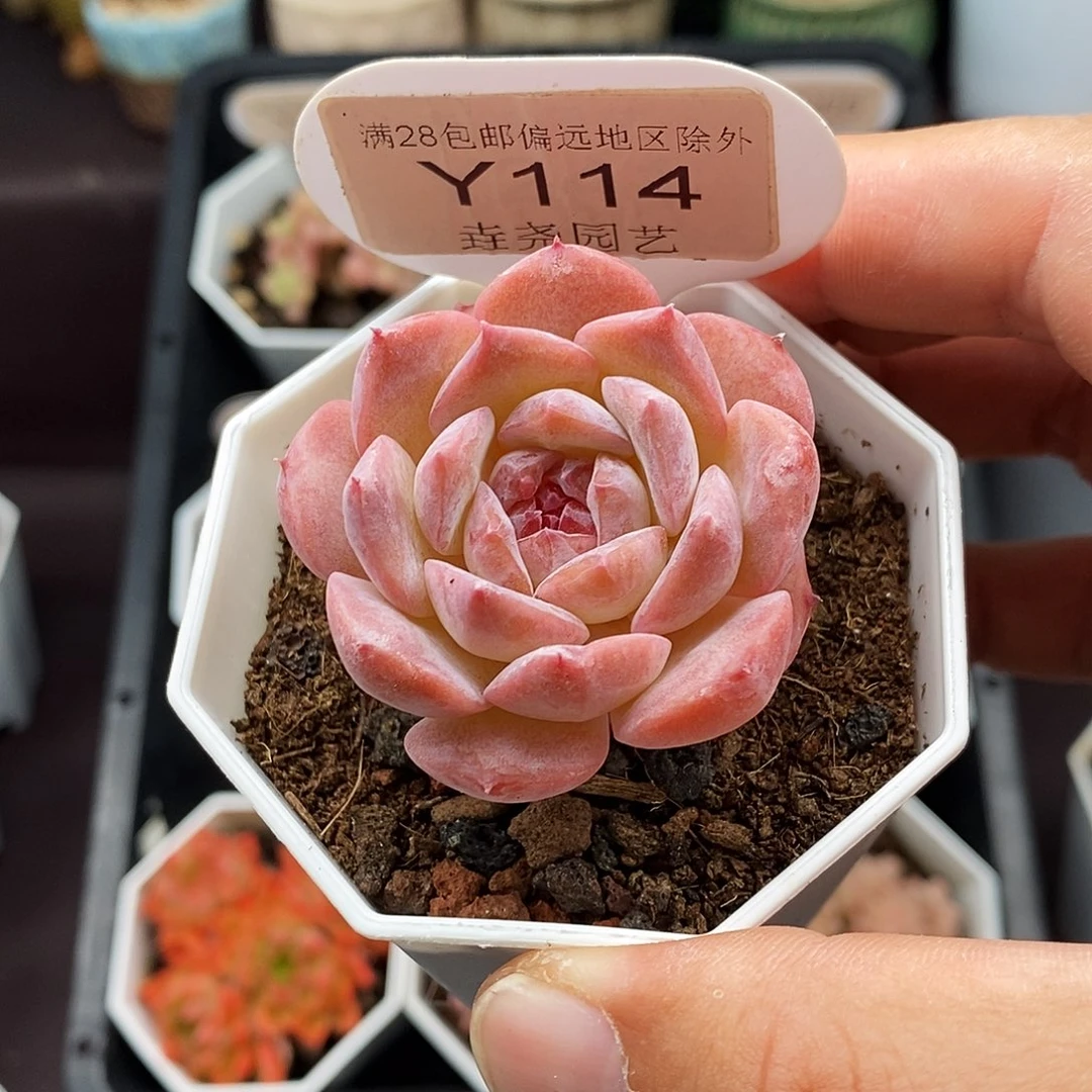 0114 冰魄单头 4cm