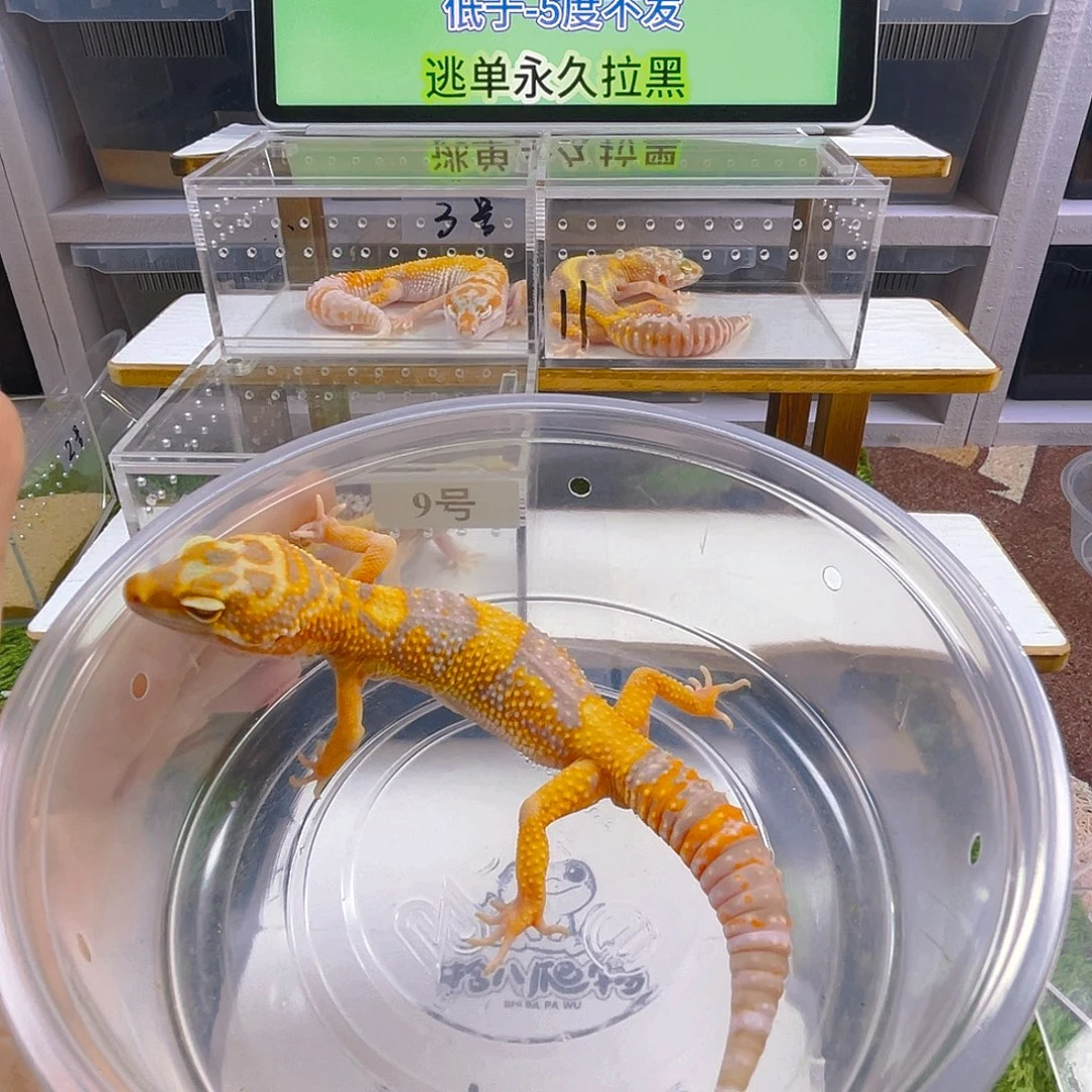 豹纹守宫守宫好看可爱迷人