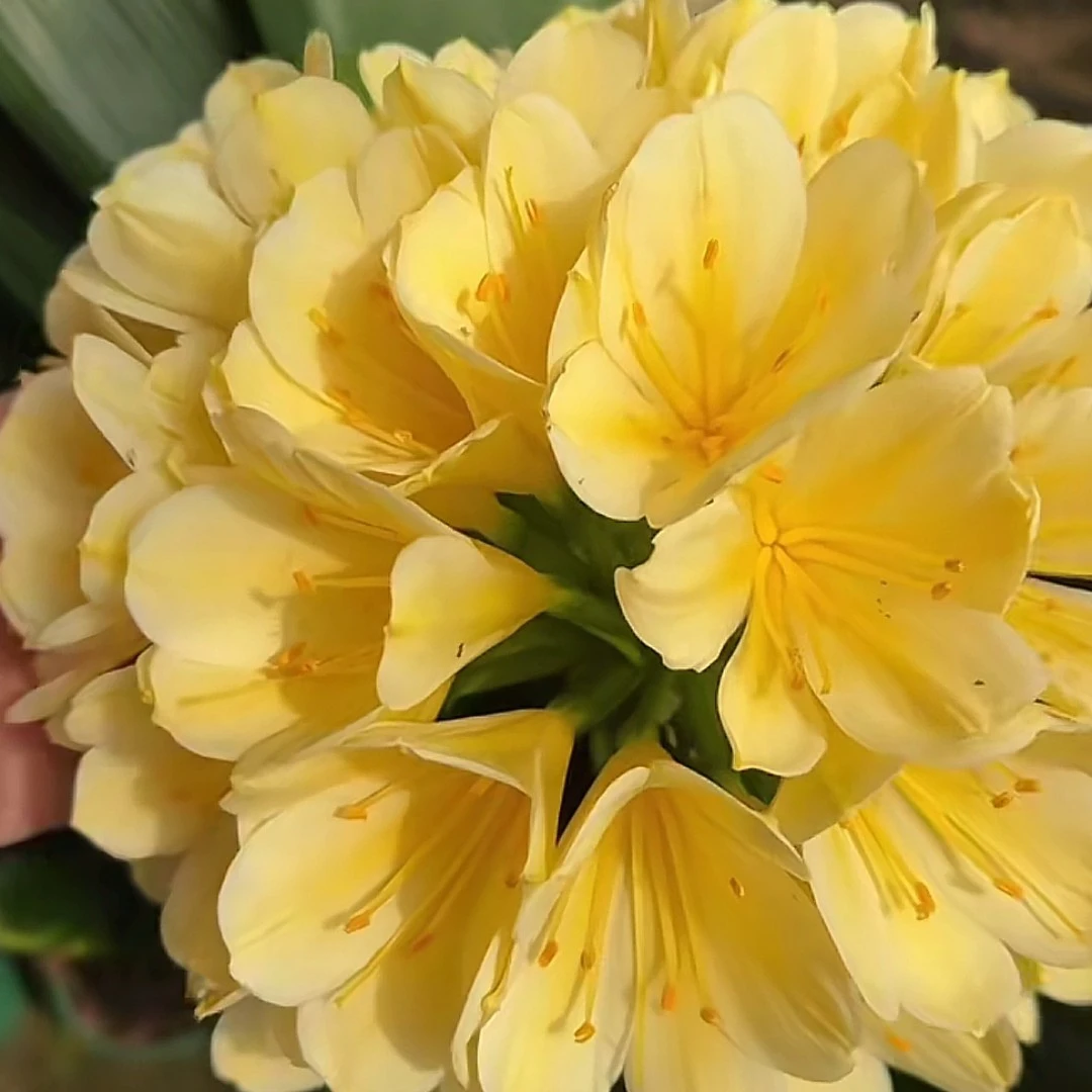 自家培育精品黄花君子兰小苗 对版对色