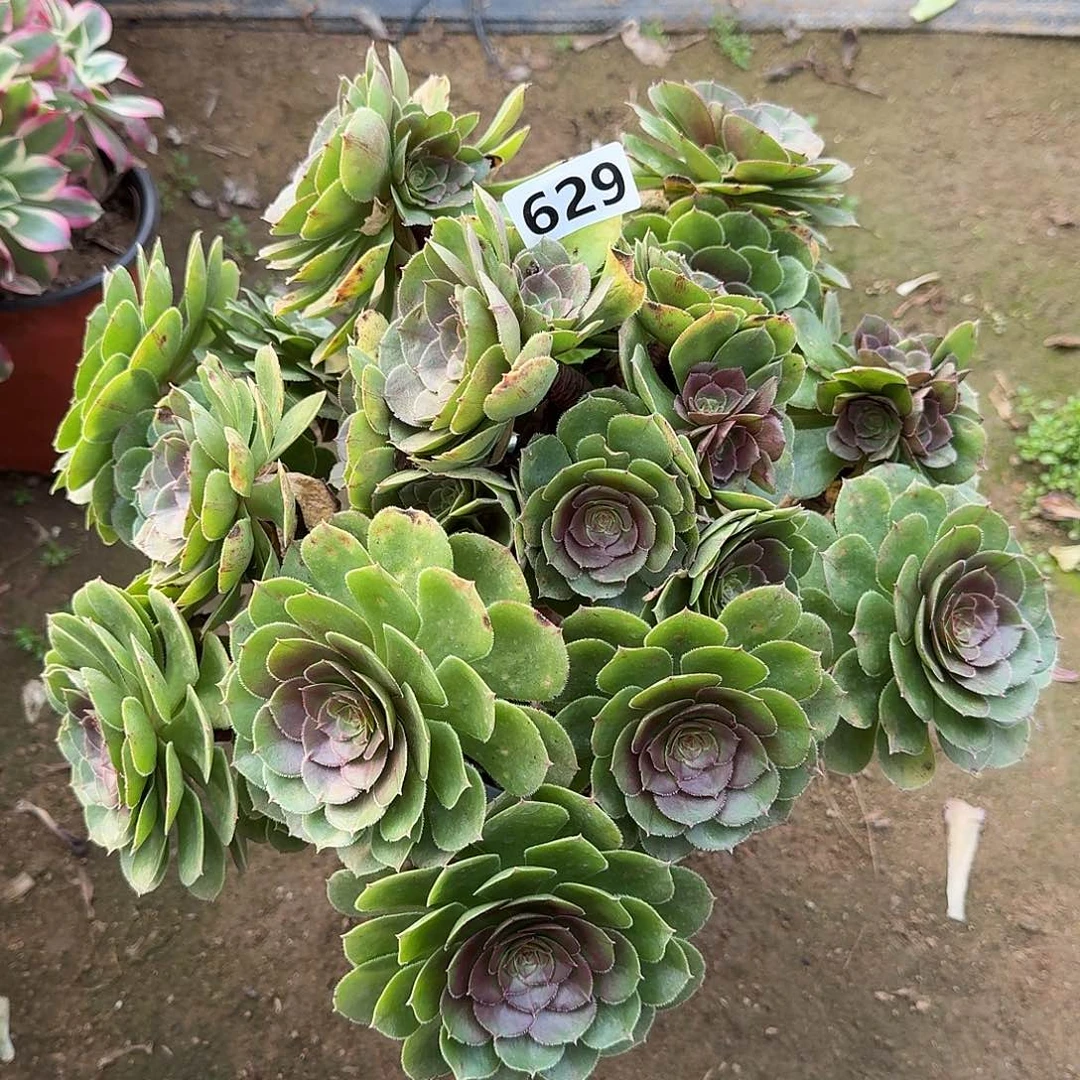 多肉植物奶白退锦629号