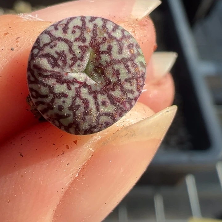 26号111111111111111