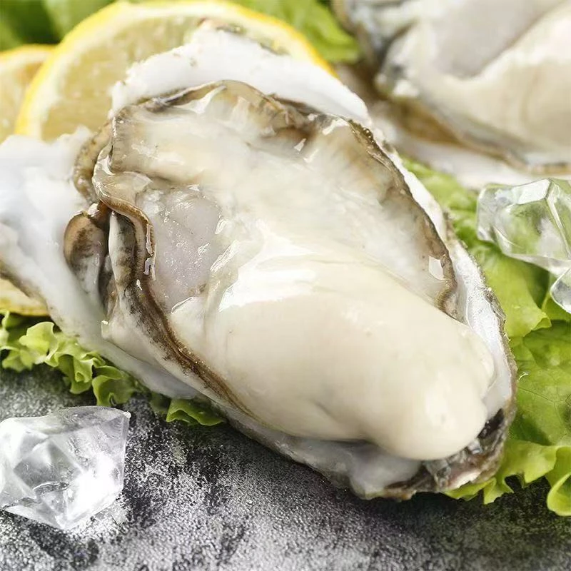 【买五斤送五斤带箱10斤】正宗乳山鲜活生蚝包鲜包活发货当天捕捞
