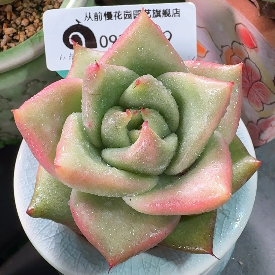 从前慢多肉精选编号0924.99