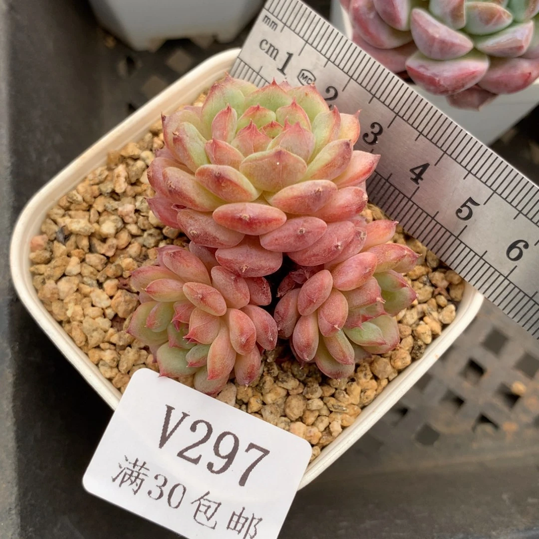 297。三头老桩哈尼。