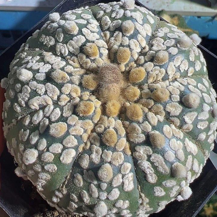 自根兜032仙人球开花