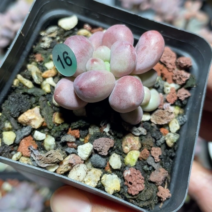 桃花奶酪多肉植物