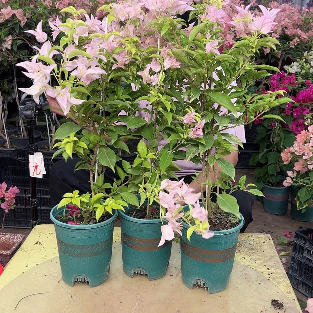 当前无花栽培后可以开花姬小桃带竹一棵