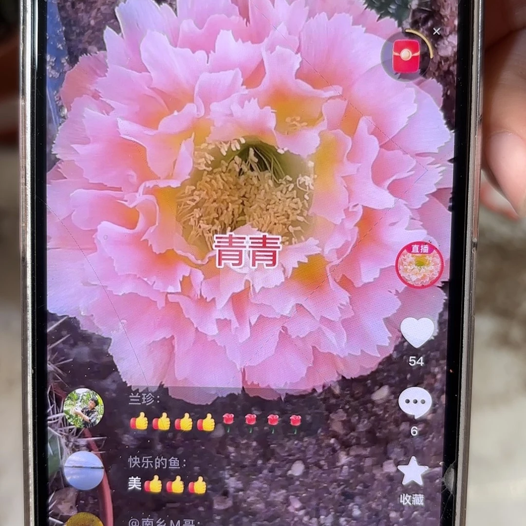 彩草颜如玉8.5公分左右