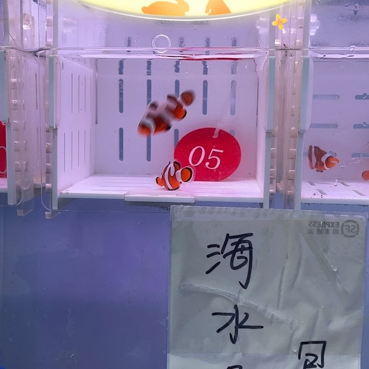 海水鱼精品达芬奇