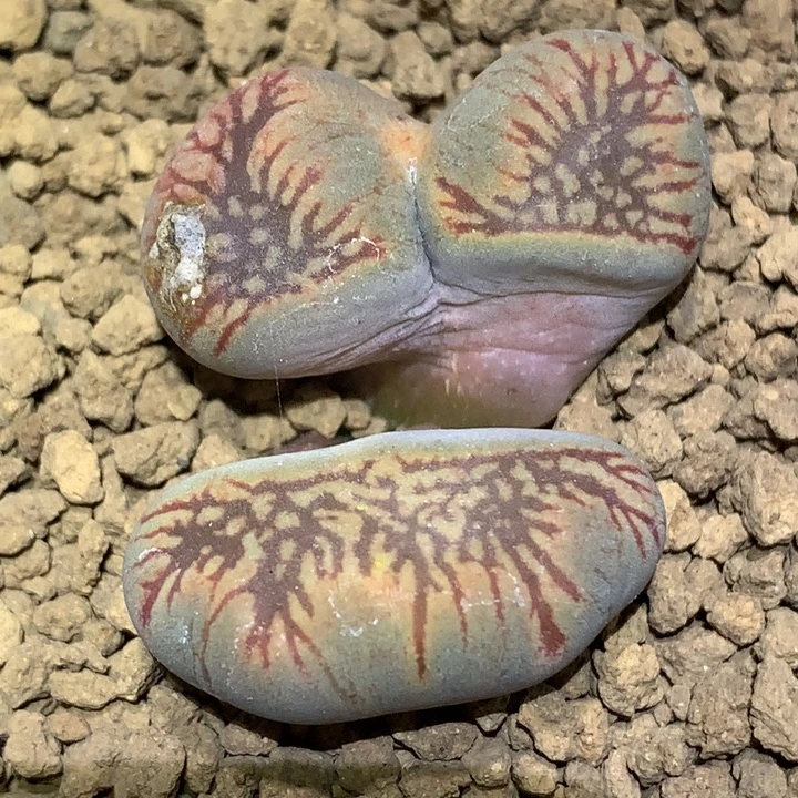 精品多肉植物变异流水