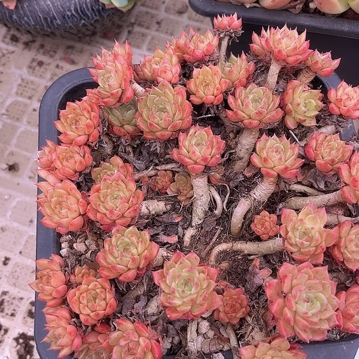 奥利维亚不包整0245多肉植物