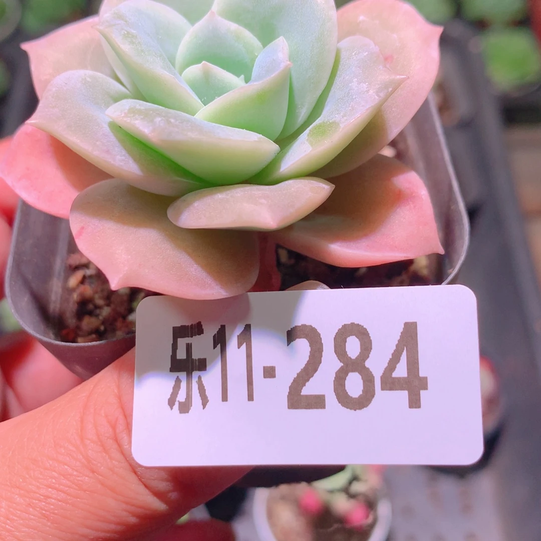 乐然11-284 可爱玫瑰