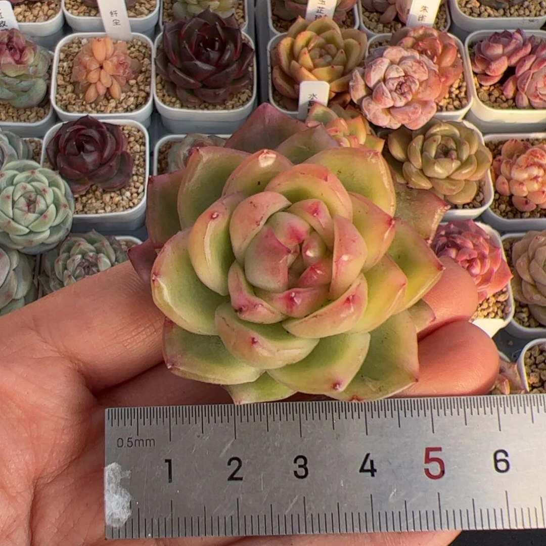 向***a338 多肉植物组合盆栽