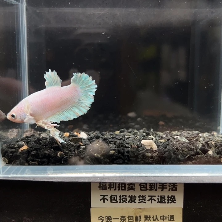 斗鱼竞拍跑单拉黑16日125