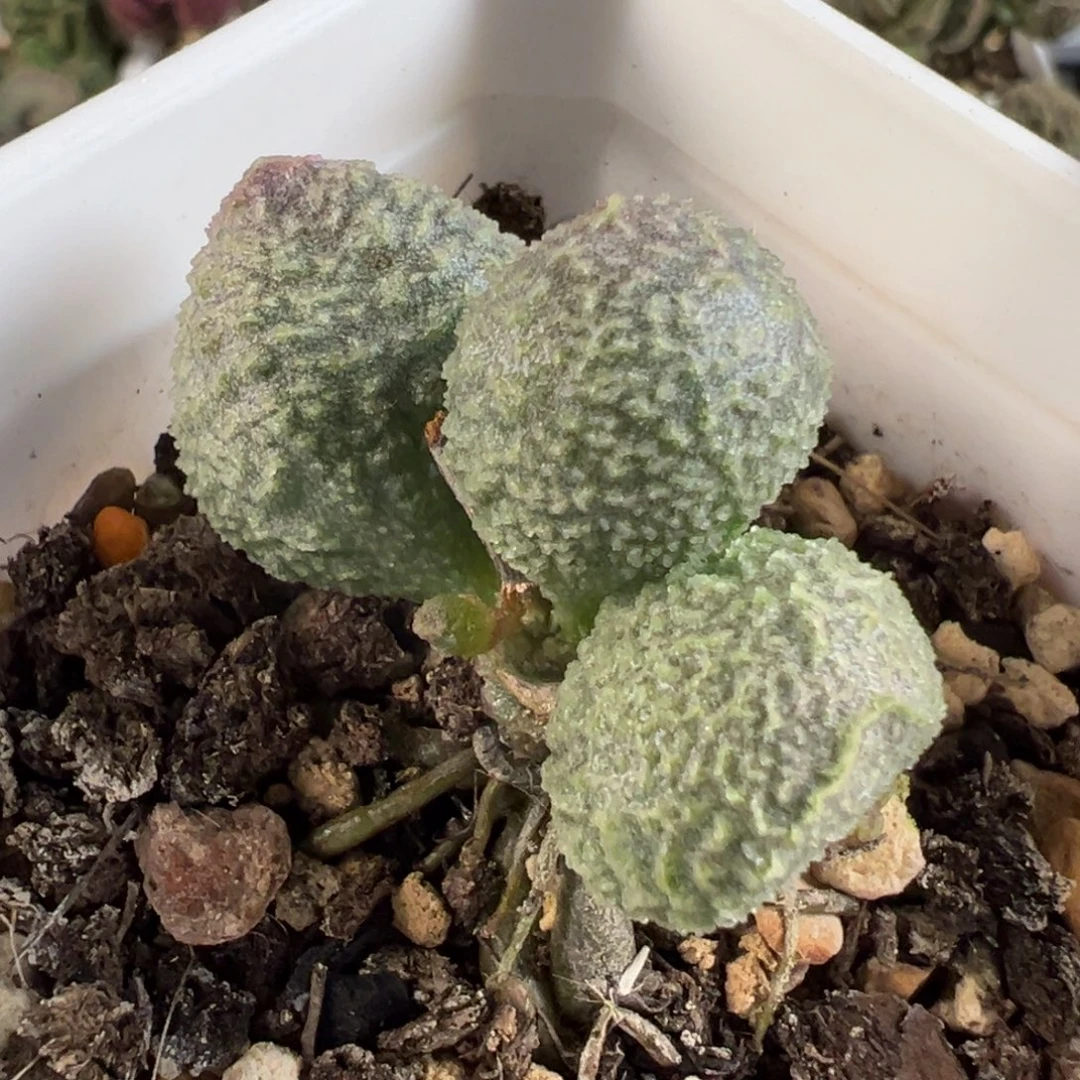 实生新品多肉植物水泡
