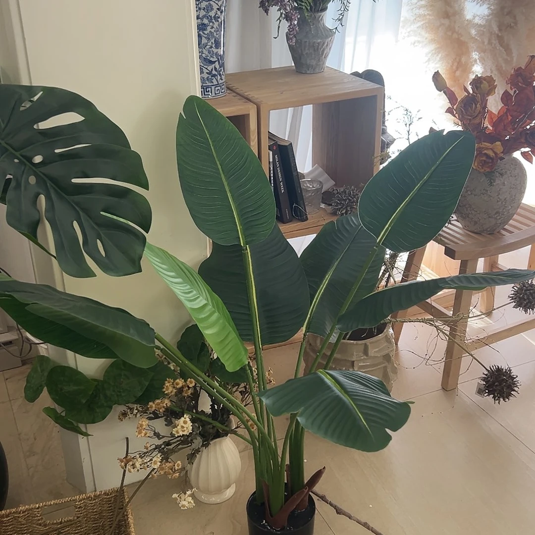 抖音直播旅人蕉一颗