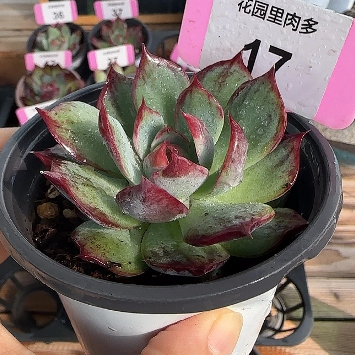 17 惊鸿仙子多肉植物