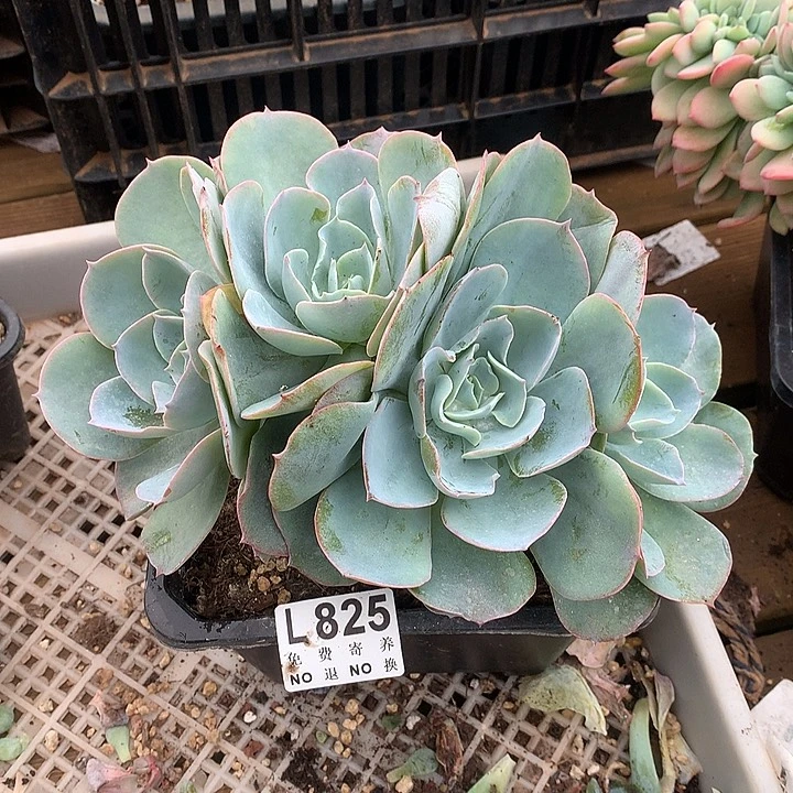 白玉兰朵朵 多肉植物 9.28号发