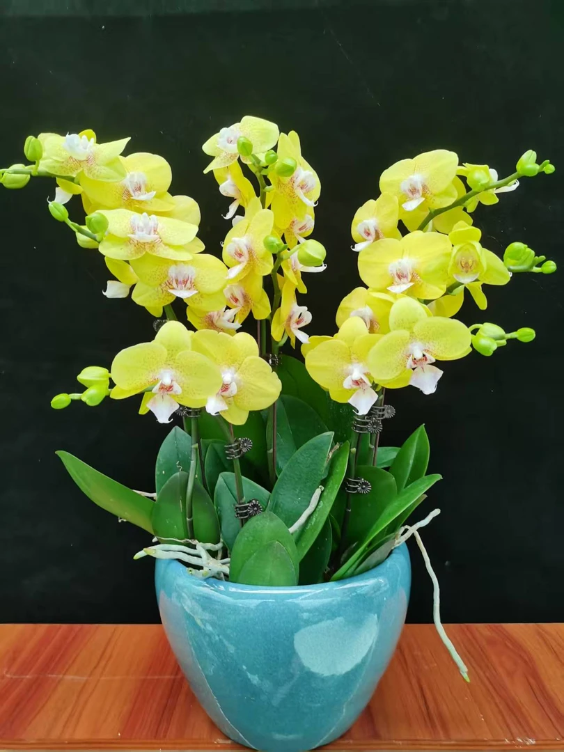 精品蝴蝶兰鲜花【黄金海岸】带香味组盆室内花卉绿植带花蝴蝶兰