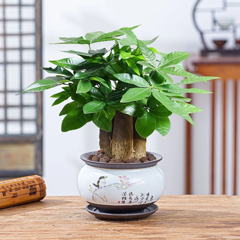 发财树盆栽绿植室内花卉客厅招财旺宅四季常青摇钱树好养活小盆景