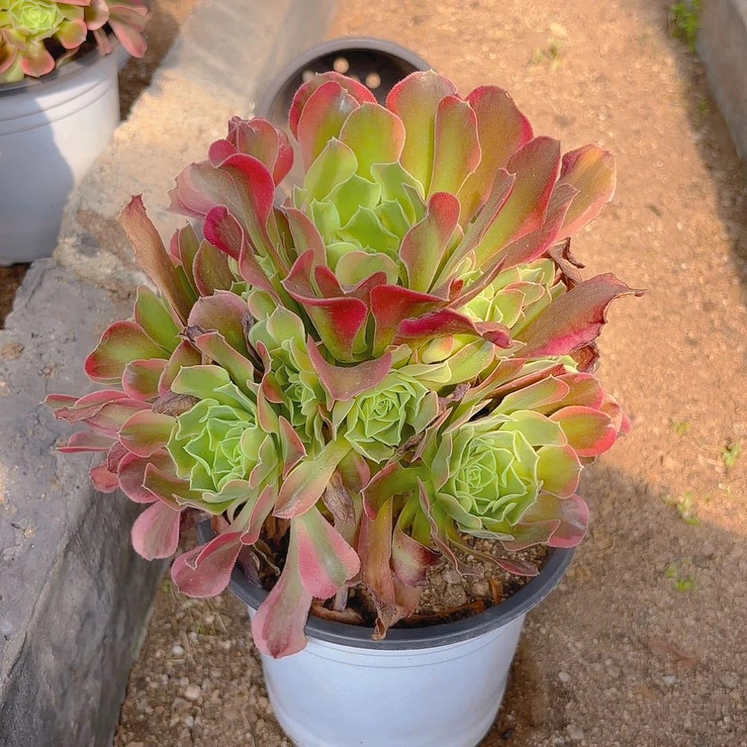 特斯拉多肉植物手捧