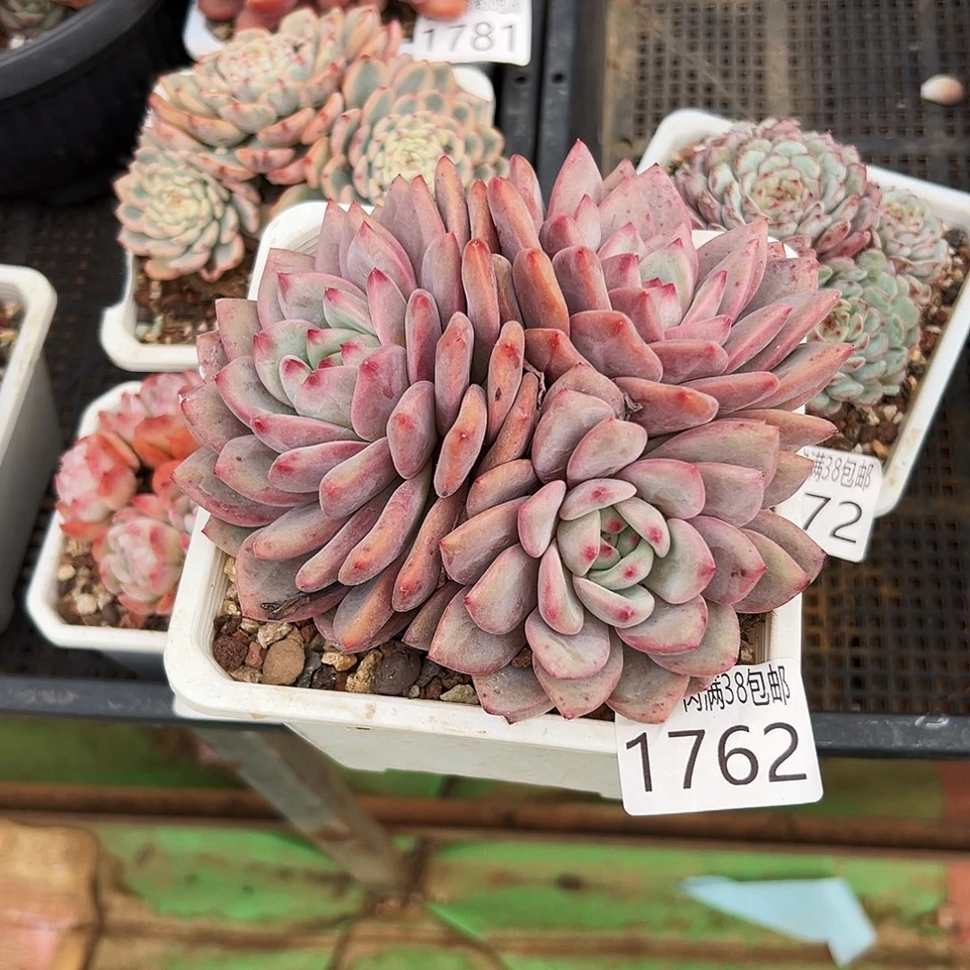 C***n无花朵多肉一物一拍植物1762