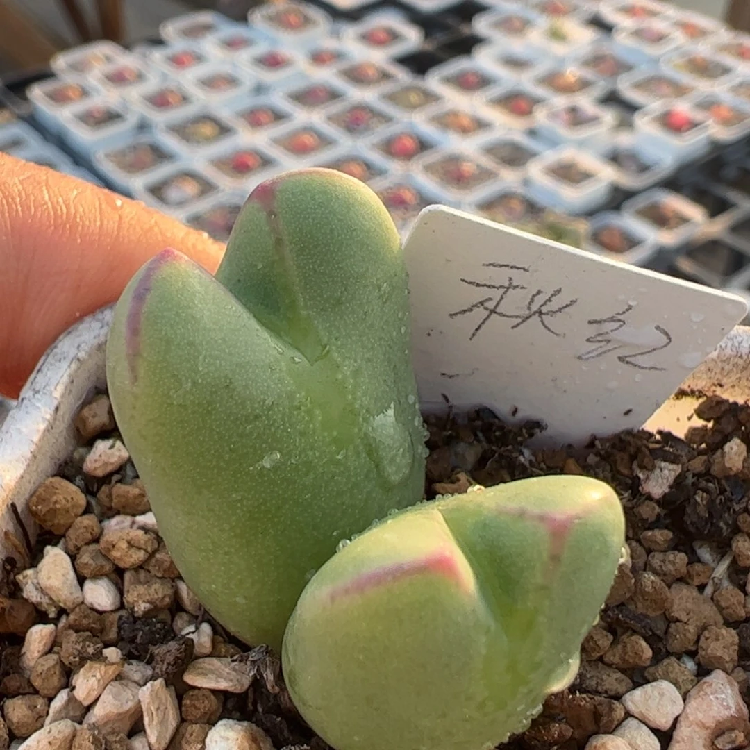 秋红将多肉植物1