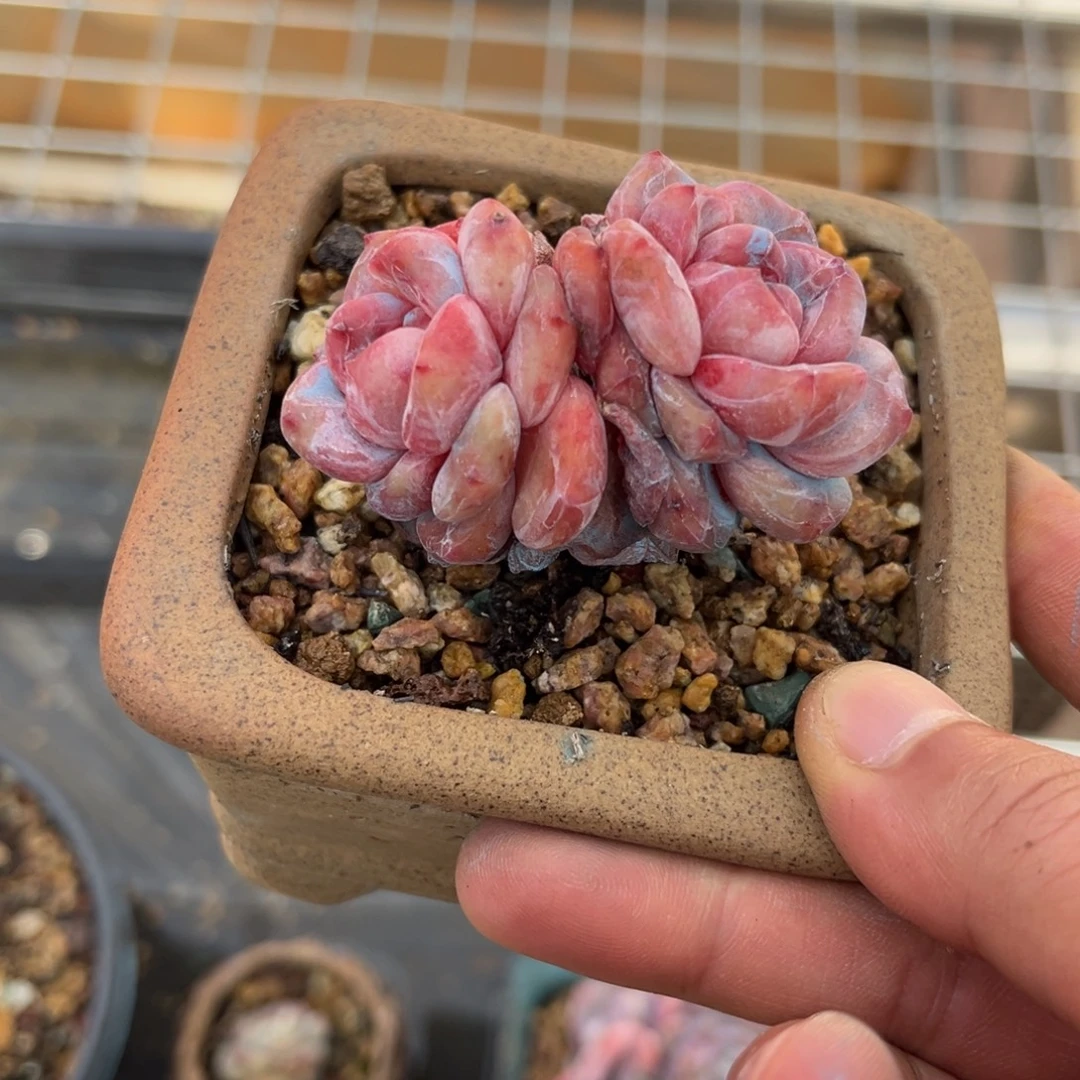 星影模特双头精品多肉