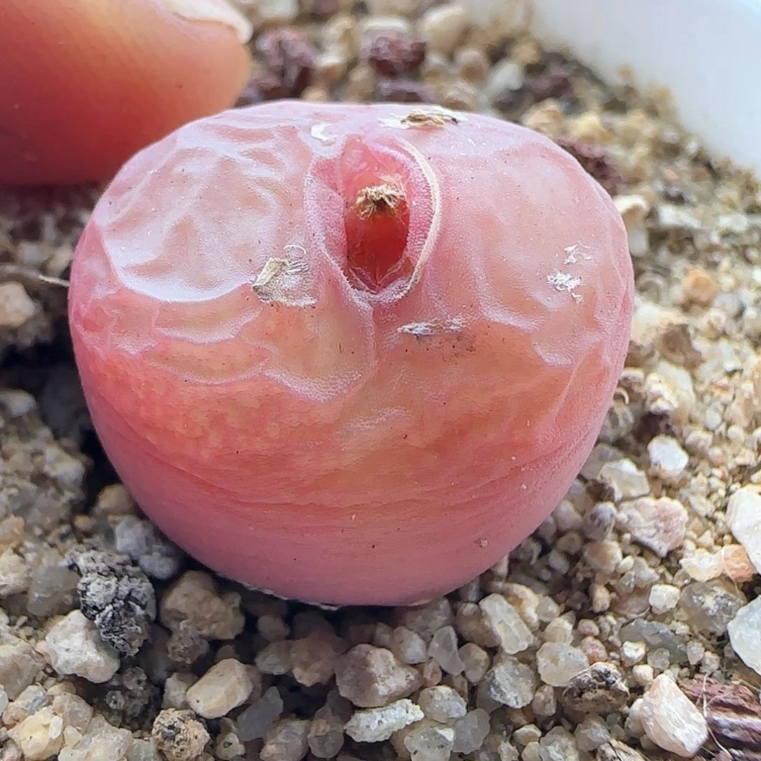 用****628包邮脱土发货26038