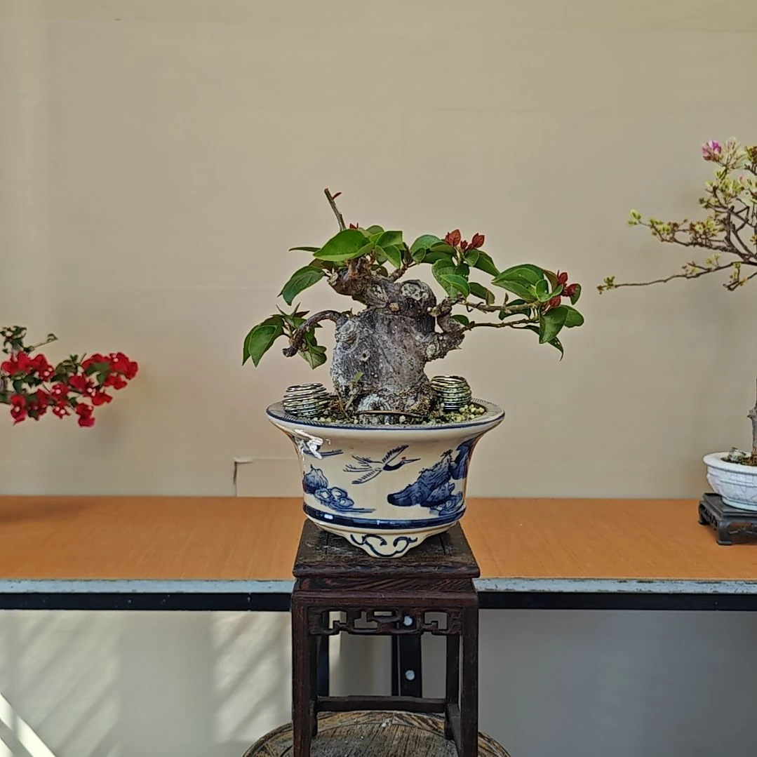 无花朵同安红三角梅盆景