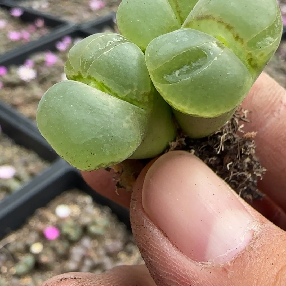 花友专拍福利风铃