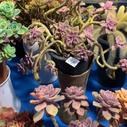 乐*6005笼月多肉