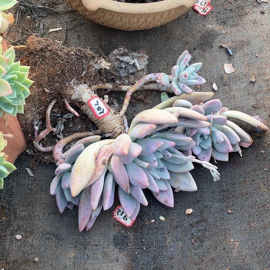 707奥普 一物一拍多肉