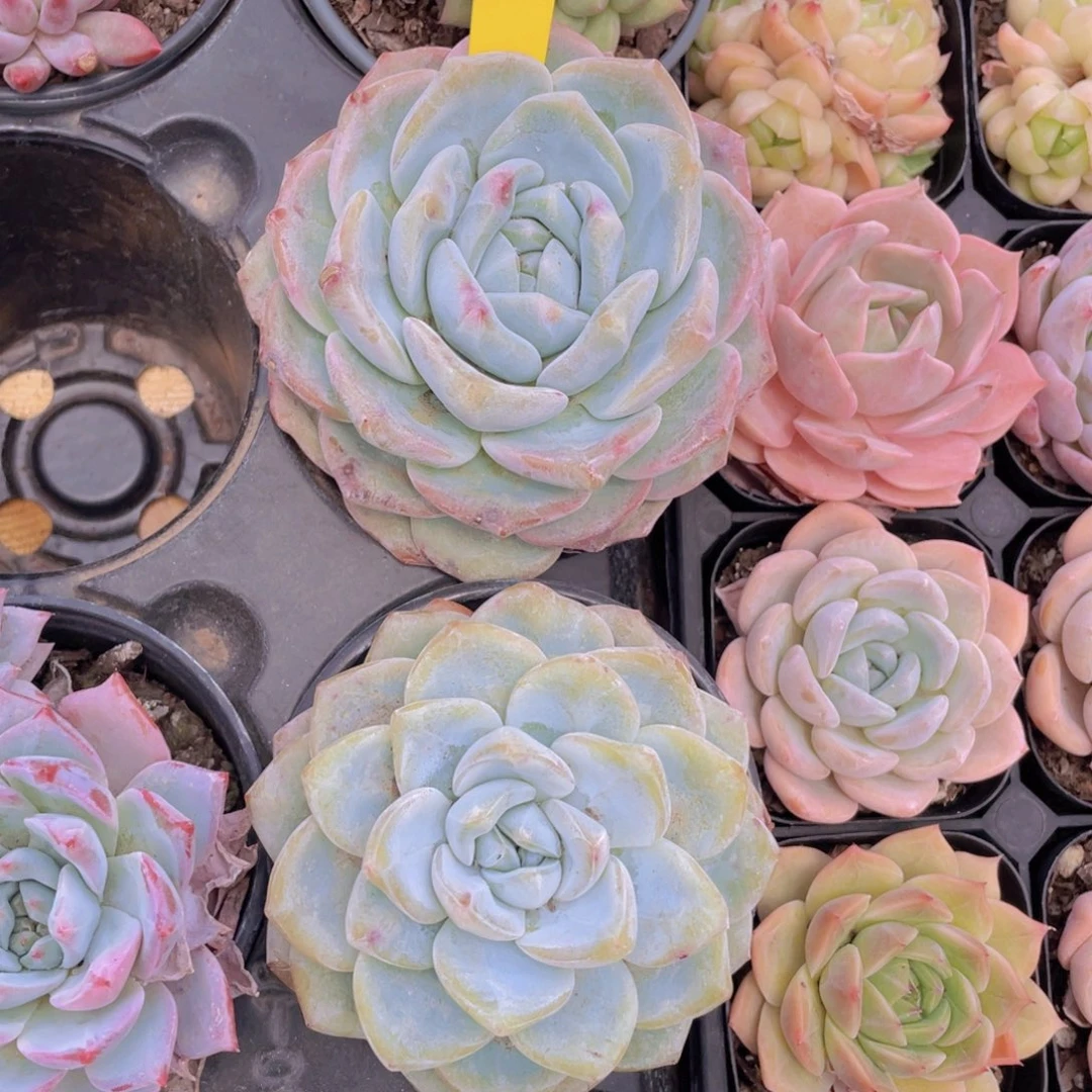 463号 大白兔母本大单头一个