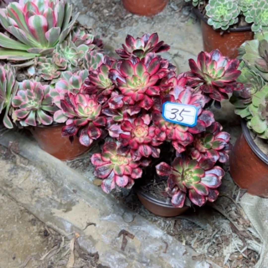 【闪购商品】?***过香奈35