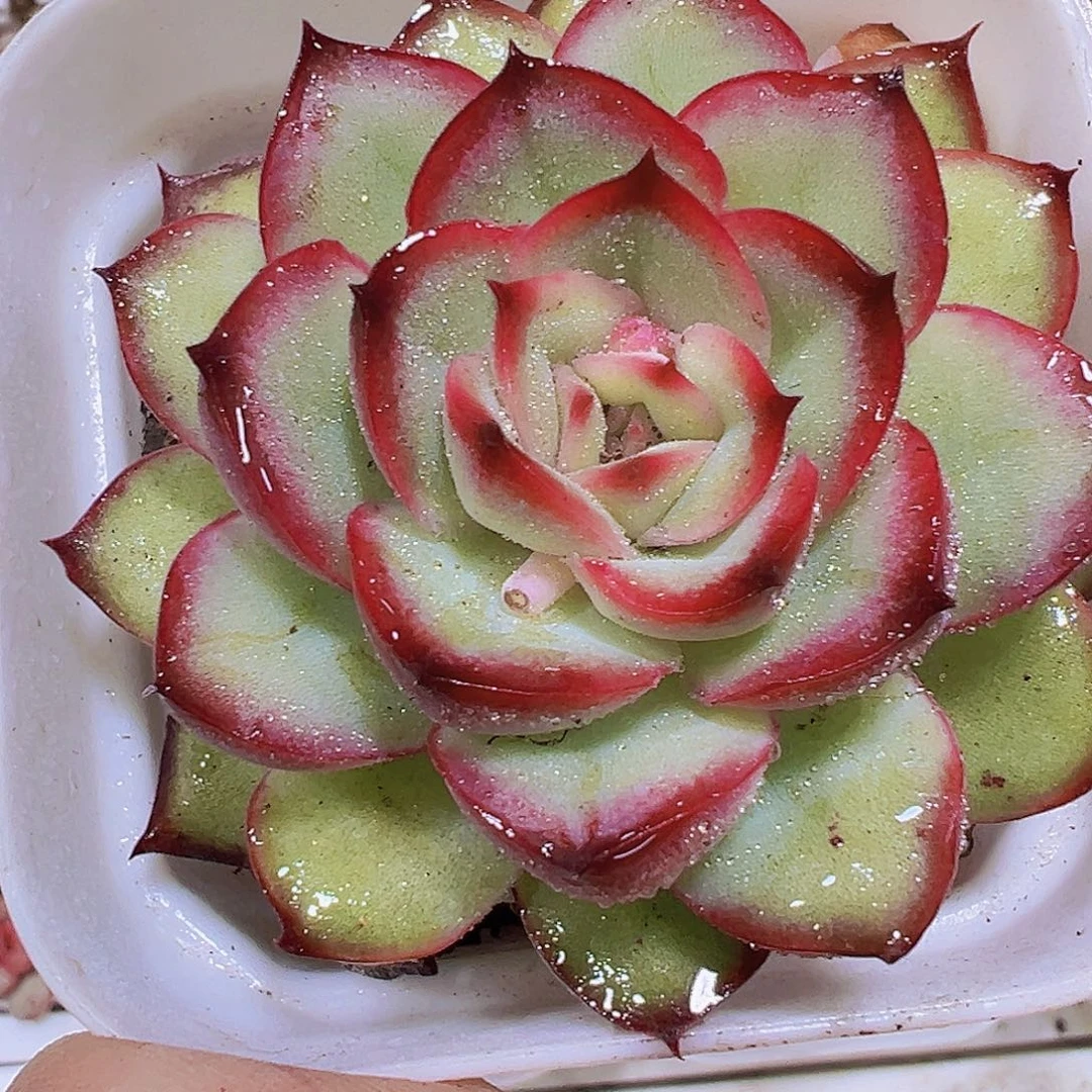 肉酱玫瑰19包邮多肉