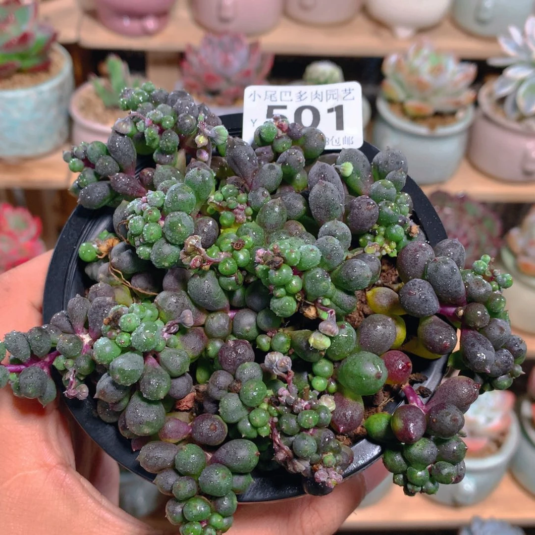 小尾巴多肉园艺迷你拇指盆栽y501