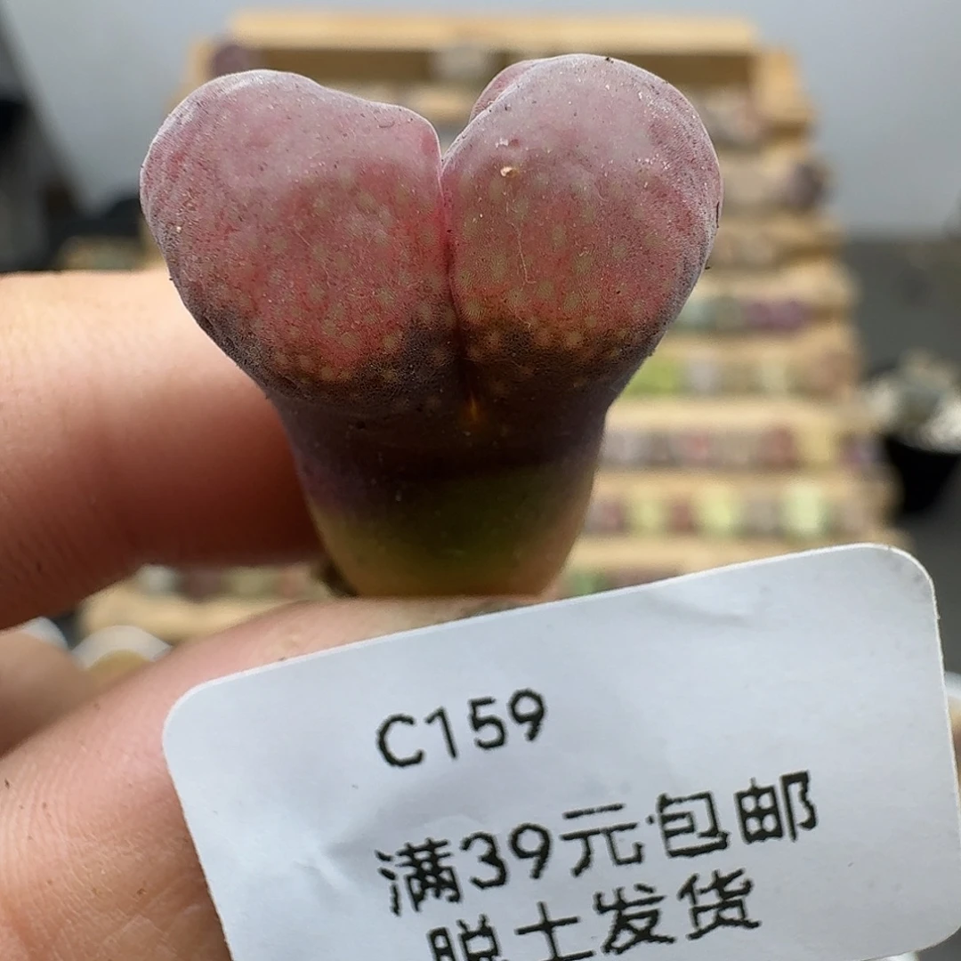 159多肉就哈哈哈哈哈哈