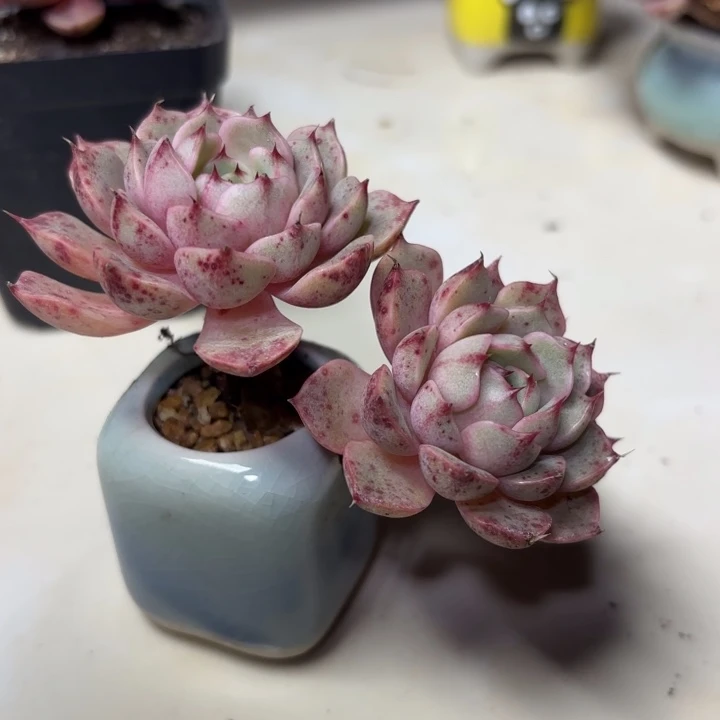 笨吧迪斯老桩子一颗