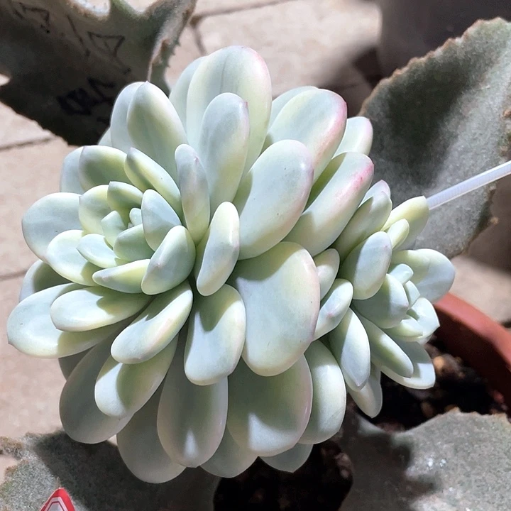 白马香水锦。一物一拍